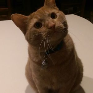 Meet your Posher, Tory